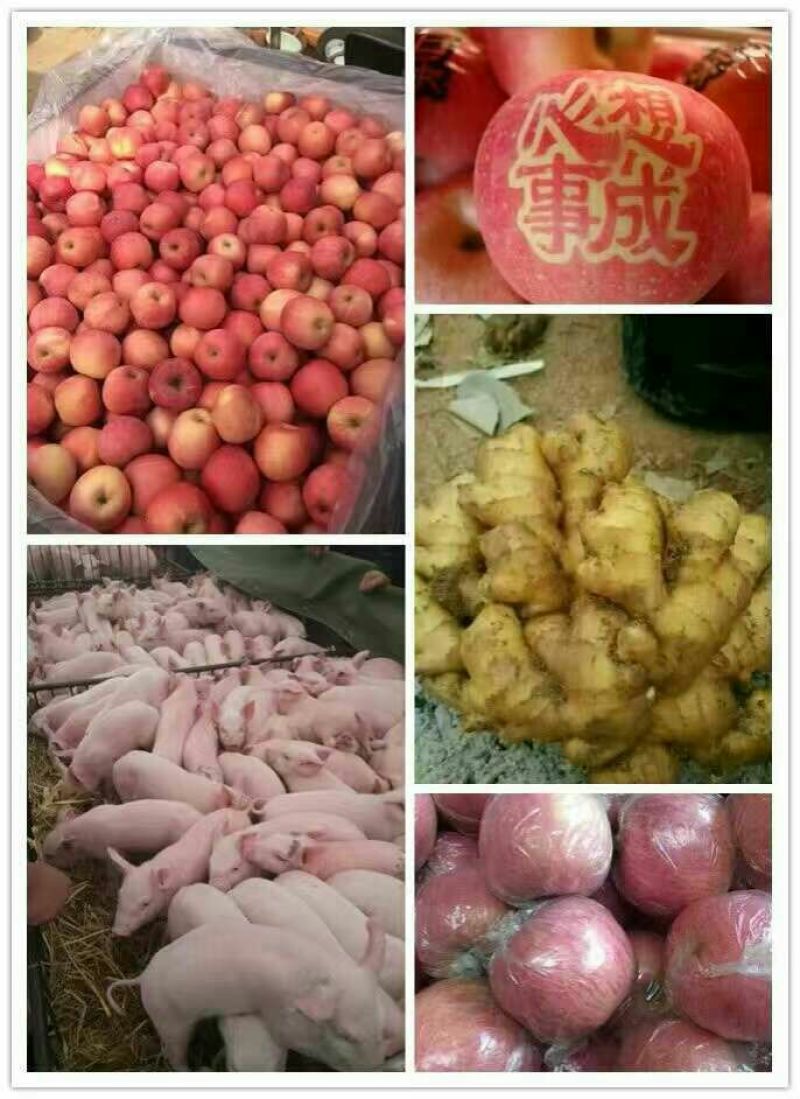 生姜3两以上带土
