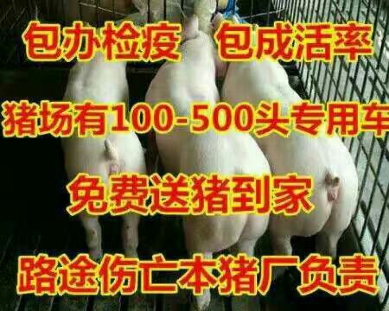三元仔猪