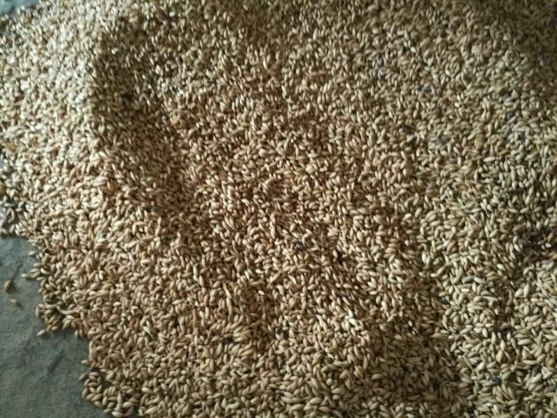 桂花种子桂花树种子金桂种子八月桂种子80~90%