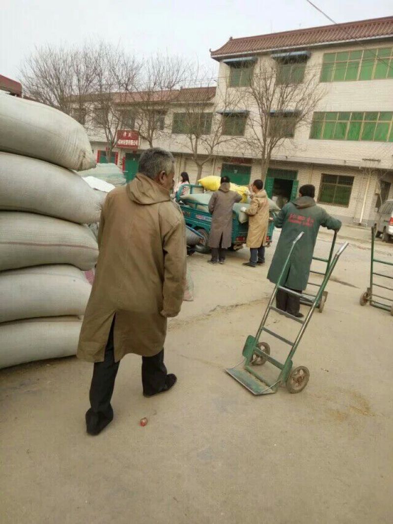 推荐河北安国改良白术种子，纯新安国包回收出芽高欢迎联