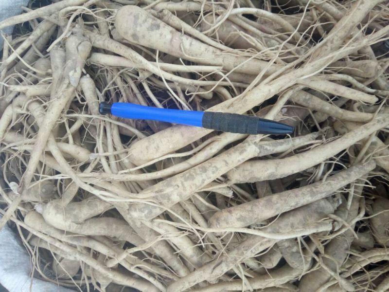 推荐桔梗种子，纯新种子，芽率高，保证质量，诚信行天下