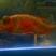 红鳍笛鲷0.7~1公斤/尾