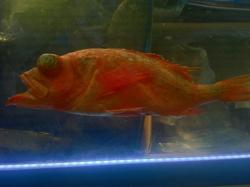 红鳍笛鲷0.7~1公斤/尾