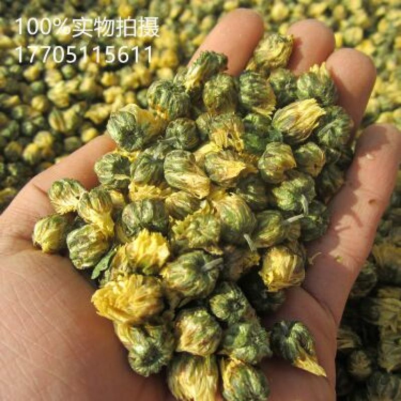 杭州白菊