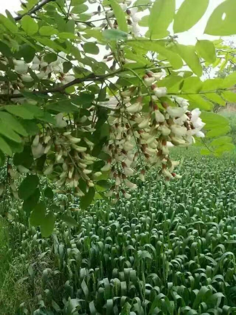 土蜂蜜1斤