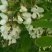 土蜂蜜1斤