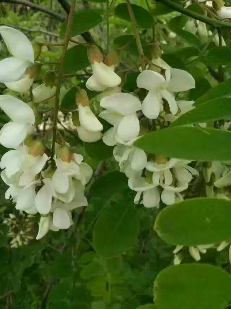 土蜂蜜1斤