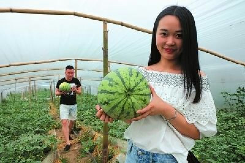 西瓜种子97%以上