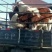 西门塔尔牛犊400~500kg