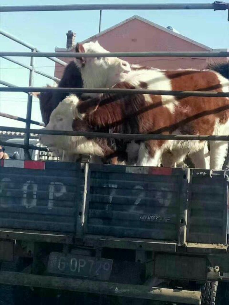 西门塔尔牛犊400~500kg