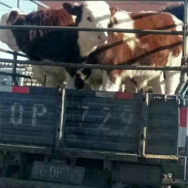 西门塔尔牛犊400~500kg
