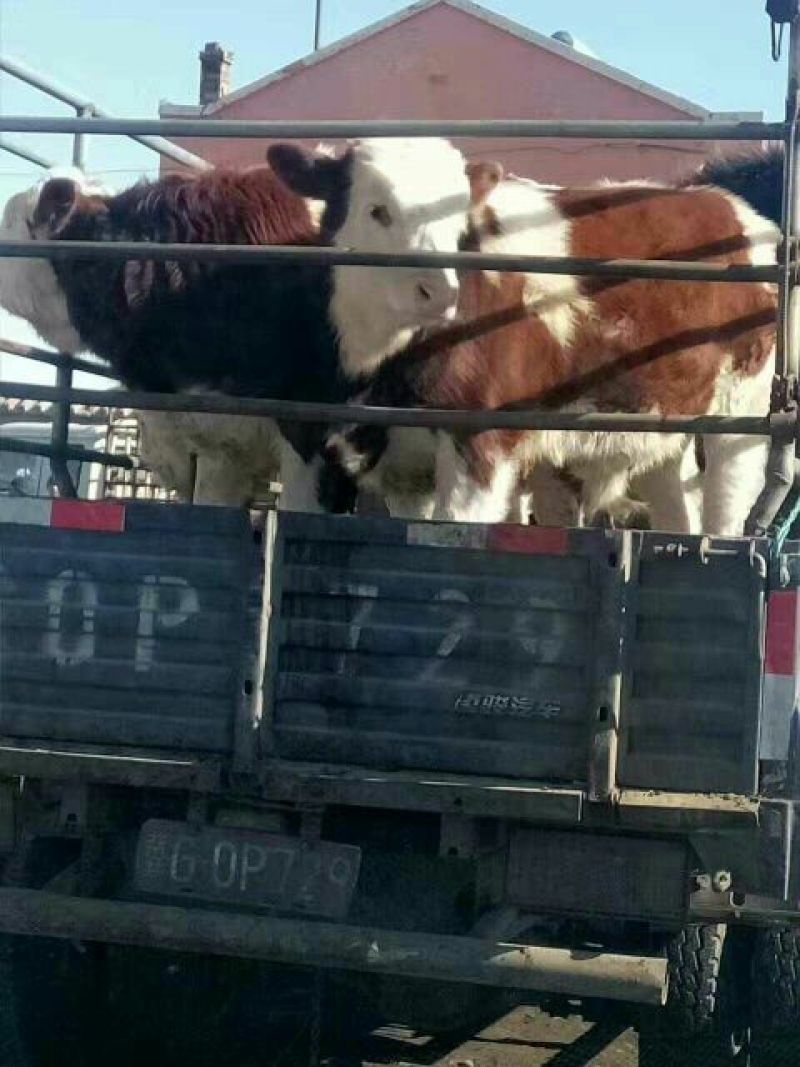 西门塔尔牛犊400~500kg