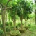 红叶榆叶梅2~3m