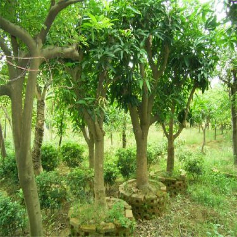 红叶榆叶梅2~3m