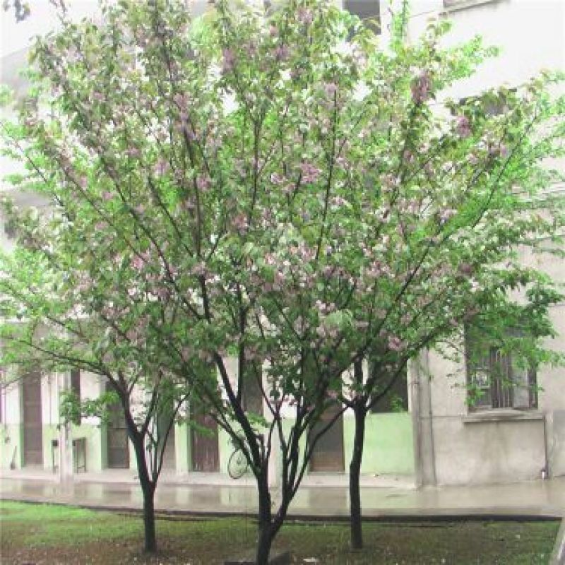 红叶榆叶梅2~3m