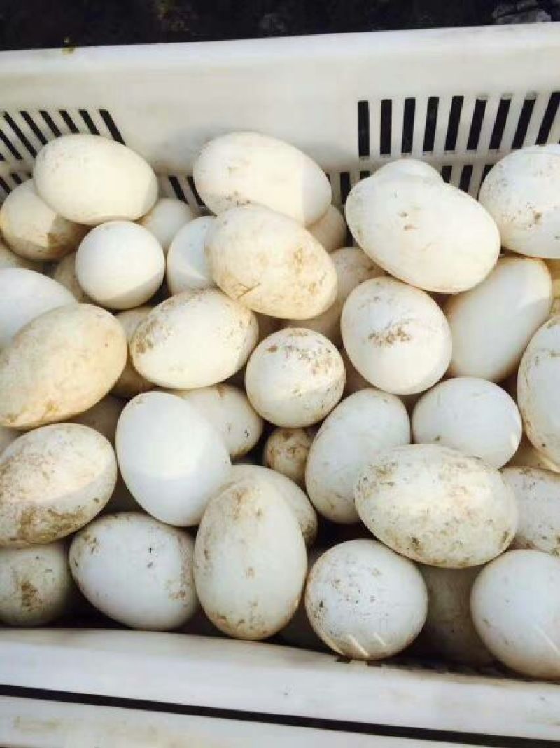 鹅蛋食用