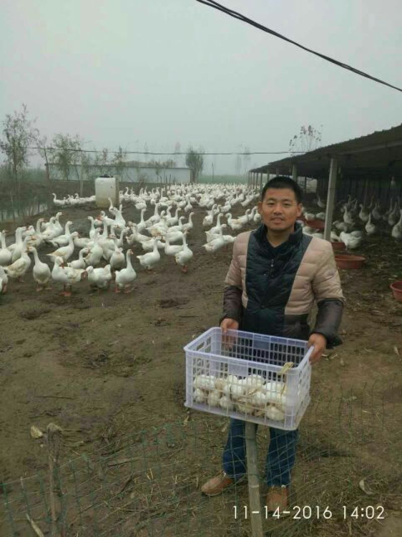 土鹅蛋食用