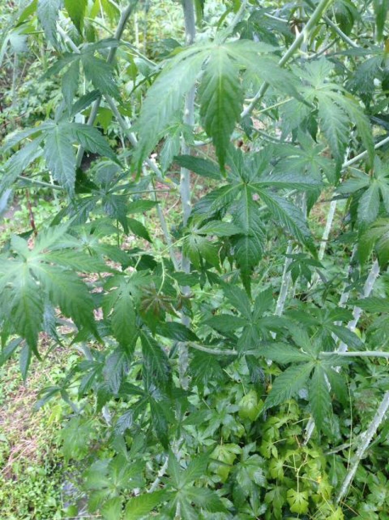 覆盆子苗
