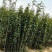 大叶女贞4cm以下