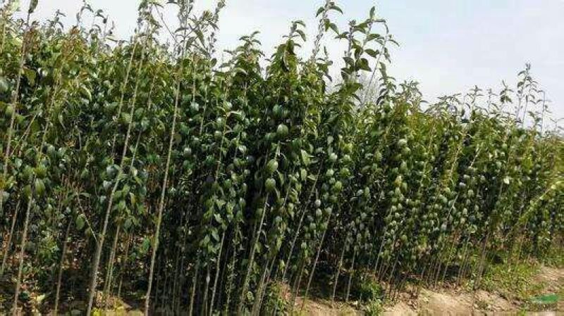 大叶女贞4cm以下
