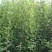 大叶女贞4cm以下