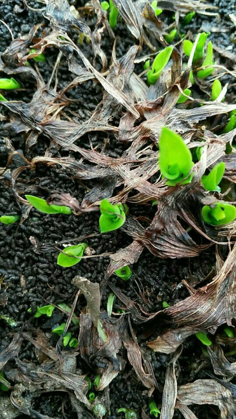 白芨营养丰富正宗现货秒发