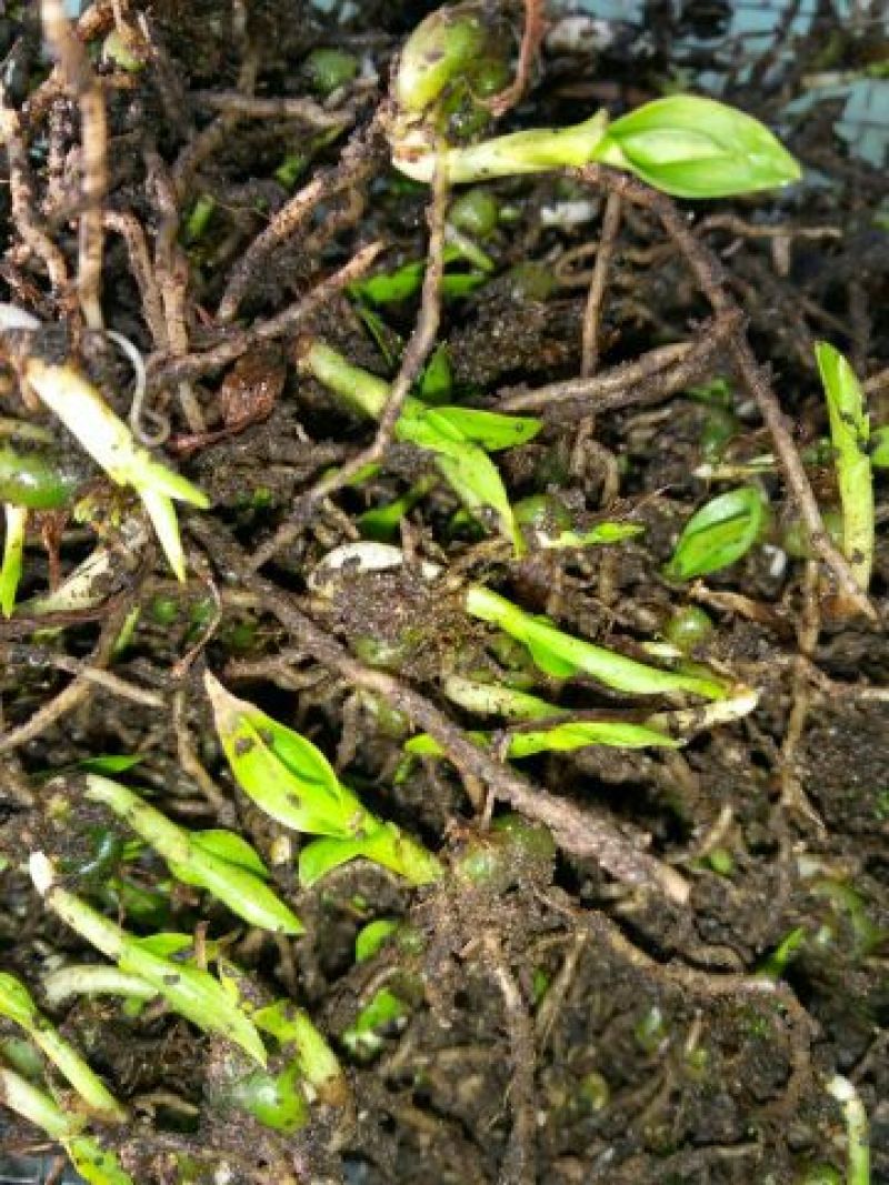 白芨营养丰富正宗现货秒发