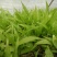 白芨营养丰富正宗现货秒发