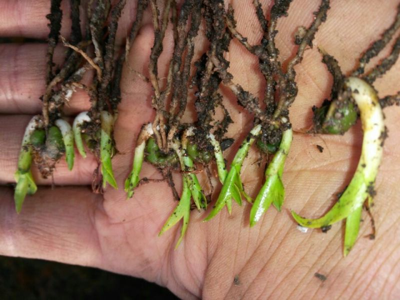 白芨营养丰富正宗现货秒发