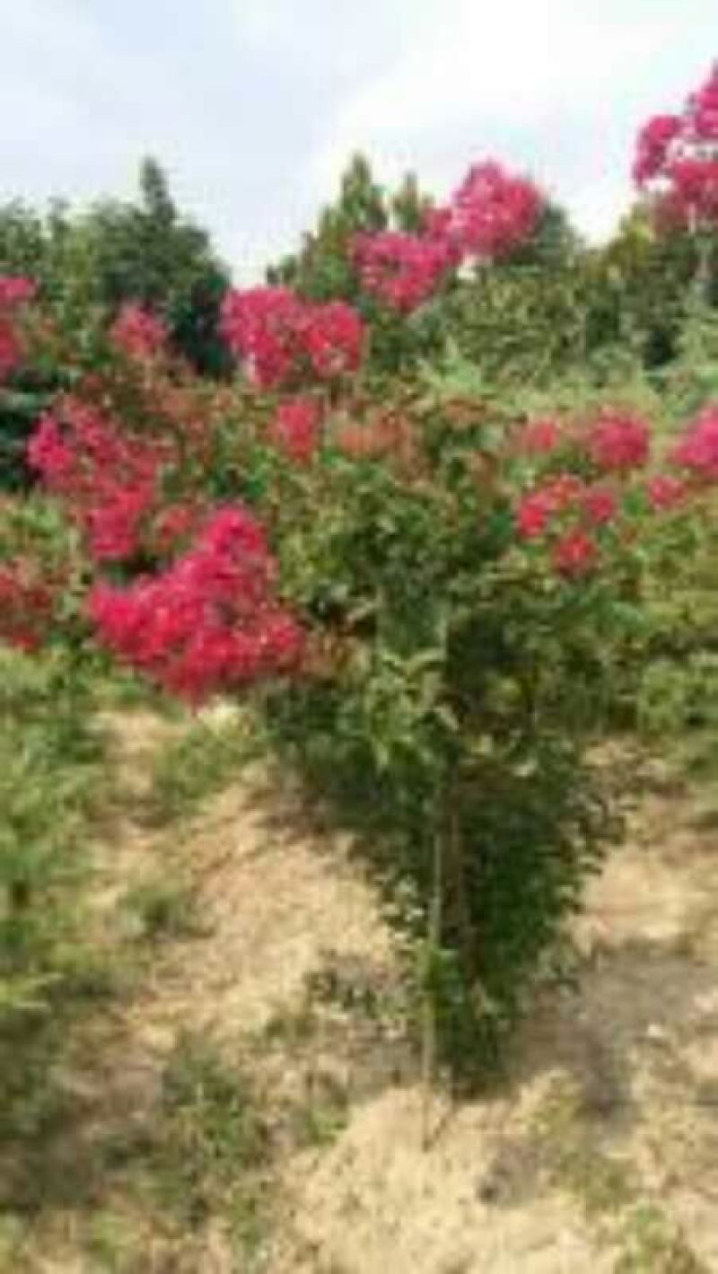 北美海棠2cm以下4cm以下4cm以下