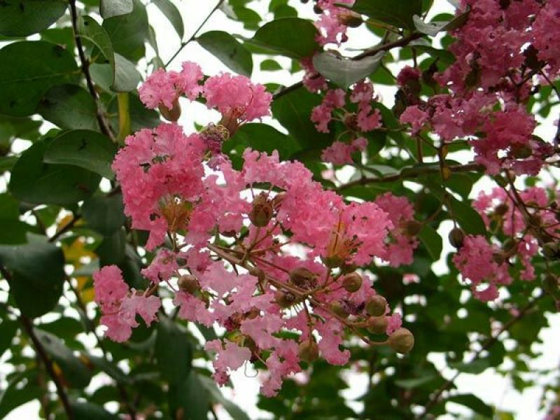 红花紫薇1米以下2cm以下0.5~1米
