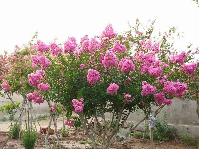 红花紫薇1米以下2cm以下0.5~1米