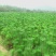 黑松2cm以下4cm以下0.5米以下