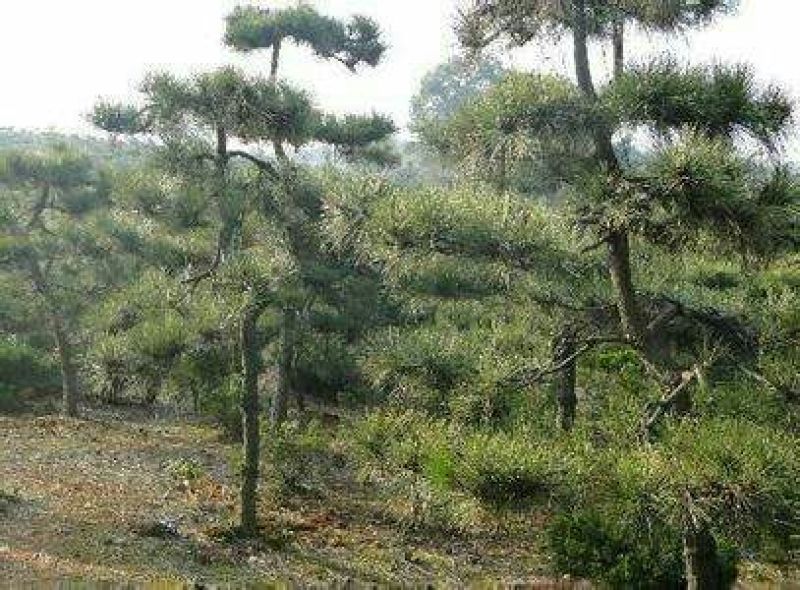 黑松2cm以下4cm以下0.5米以下