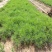 黑皮油松2cm以下4cm以下0.5米以下