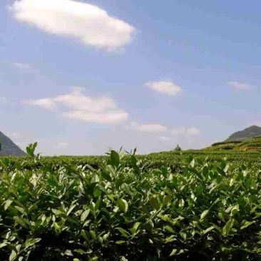 乌龙红茶一级