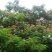 红合欢2~4cm