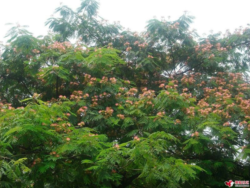 红合欢2~4cm