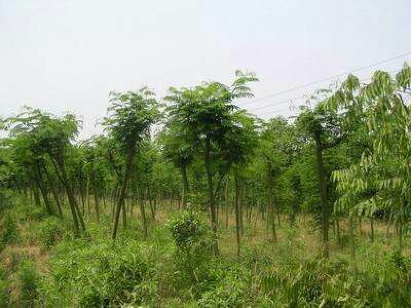 红合欢2~4cm