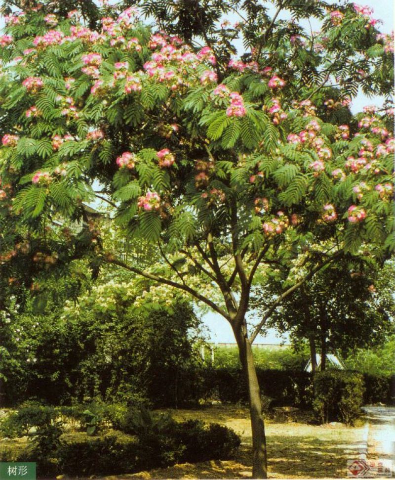 红合欢2~4cm
