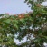 红合欢2~4cm