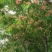 红合欢2~4cm