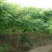 红合欢2~4cm