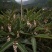 砂仁苗
