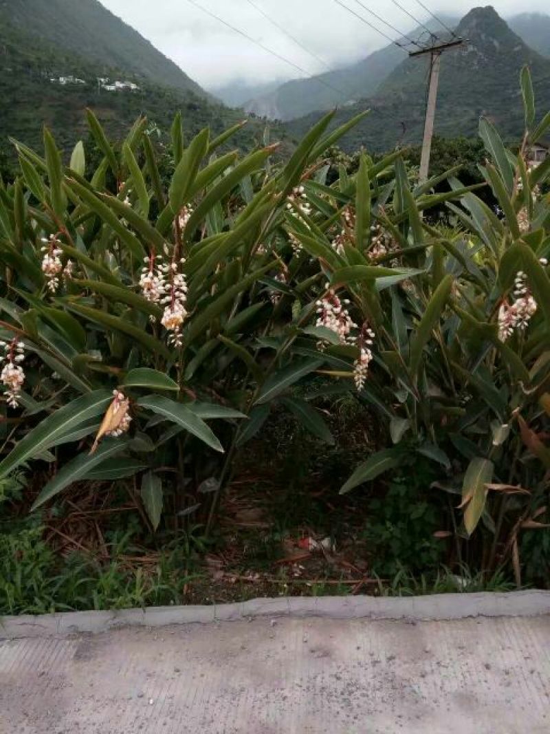 砂仁苗