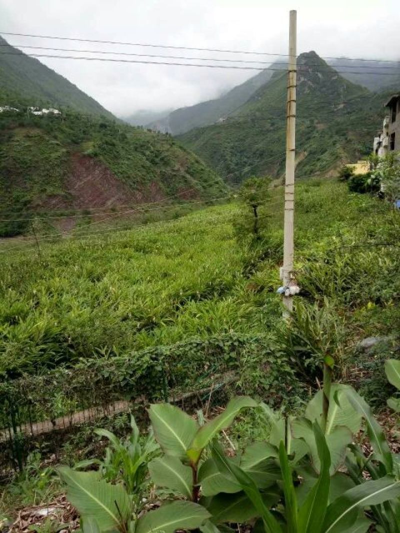 砂仁苗