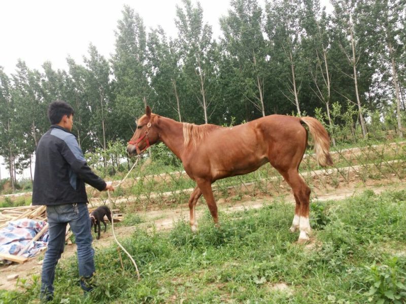 半血马改良马