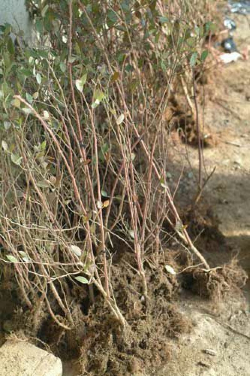 树莓苗10~30cm