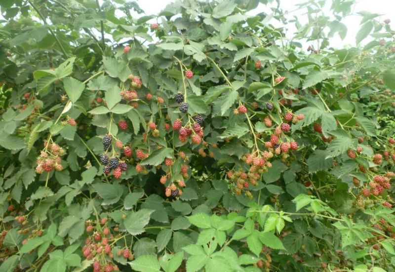 树莓苗10~30cm