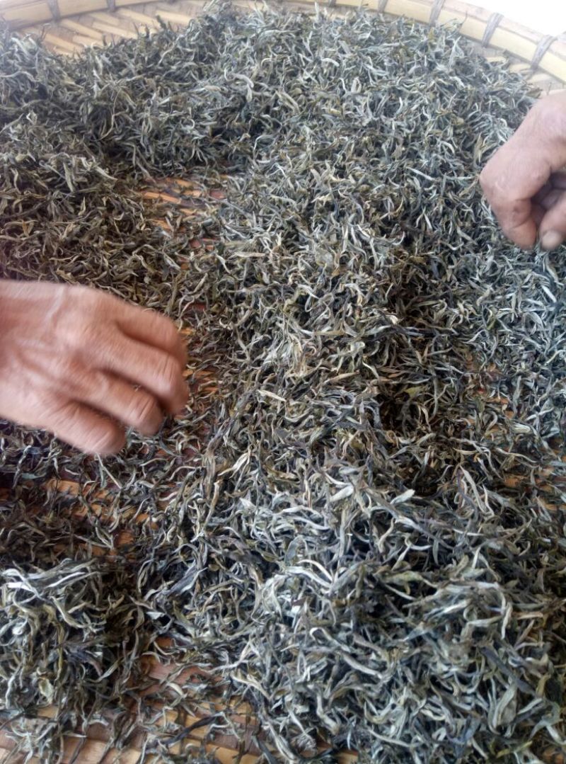百年大树茶一级